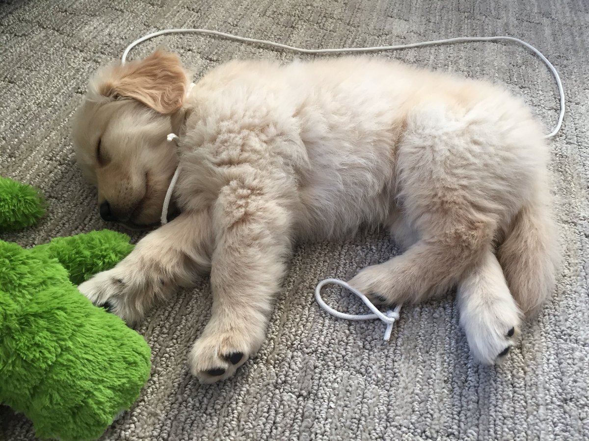 So far, having a puppy is mostly a lot of this. #adorable #CalmBeforeTheStorm