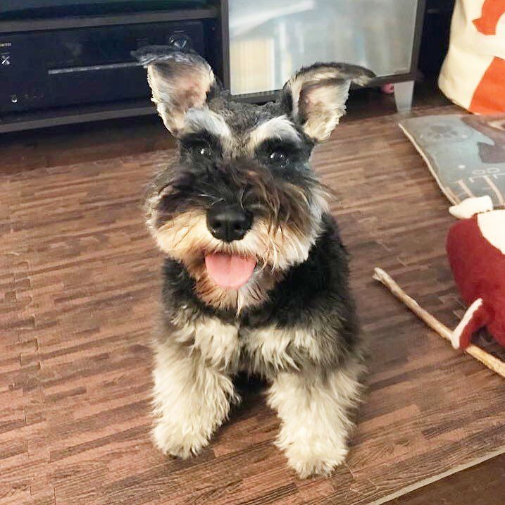 MilliePinkMini's tweet photo. Iβm done fetching all the things. Itβs time for me to chew on some bull penis. #sundayschnauzer #pantingpup #schnauzer #loveschnauzers #schnauzerlife #schnauzeroftheday #schnauzerofinstagram #schnauzerlove #schnauzerlovers #schnauzermini #minischnauzer β¦ https://t.co/EwEU6YImIX https://t.co/z25tZzHGZ0