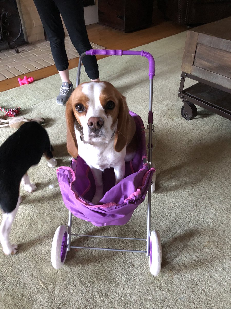 Beaglier_Bailey's tweet image. The.Things.the.Small.Human.Does.To.Me! #LifewithHumans #puppylife