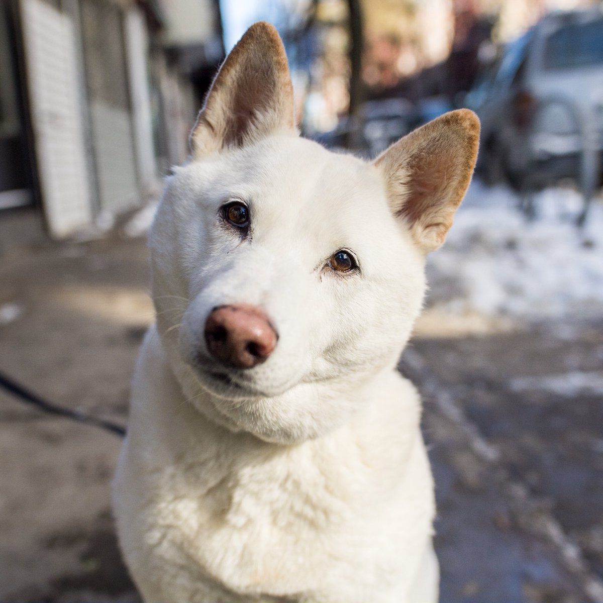 thedogist's tweet photo. Ace, Kishu (11 y/o), NYC • “He’s very entitled – if he wants to play and we’re in bed he’ll pull the covers off of us until we get up. We tried a Gentle Leader collar when he was young and he laid in the middle of the sidewalk and yelled like we were hurting him. He’s an actor.” https://t.co/N0jnikhlXe