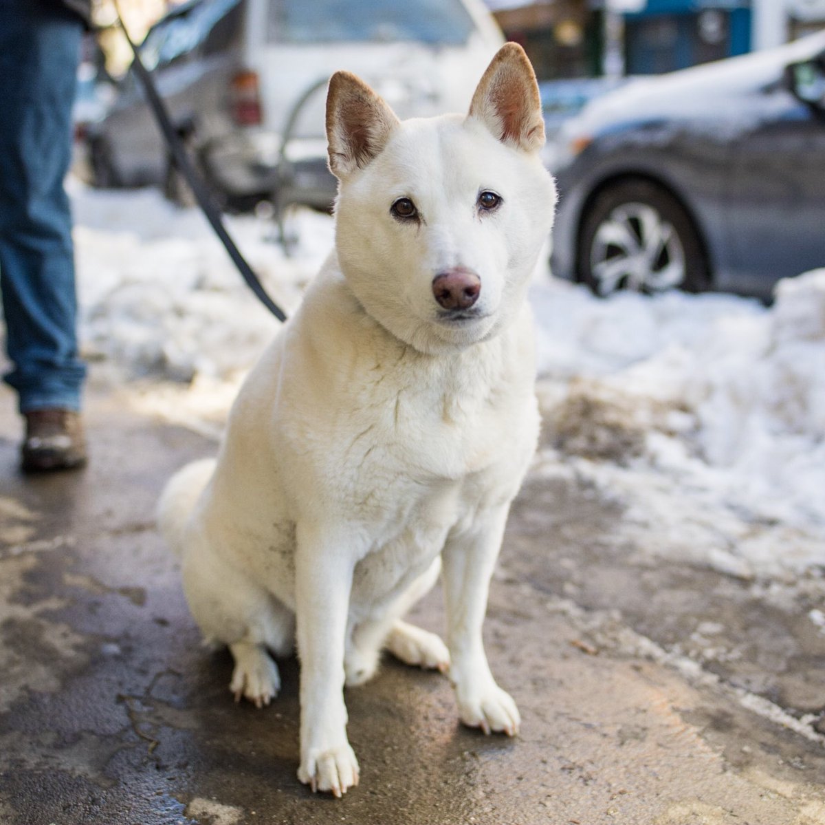 thedogist's tweet photo. Ace, Kishu (11 y/o), NYC • “He’s very entitled – if he wants to play and we’re in bed he’ll pull the covers off of us until we get up. We tried a Gentle Leader collar when he was young and he laid in the middle of the sidewalk and yelled like we were hurting him. He’s an actor.” https://t.co/N0jnikhlXe