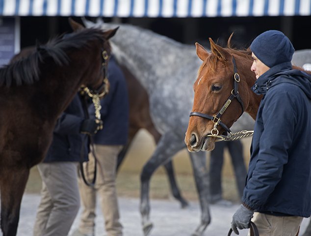 BH_AEberhardt's tweet photo. Cold temps and brisk business as horses are shown @keenelandsales. The #KeeJan18sale runs Jan. 8-11. Look for written and visual updates @BH_RMitchell @BH_EMitchell @BH_CNovak et al. Sales Preview Video https://t.co/Rw2bTG49lr #AmericanPharoah #shortyearlings https://t.co/oS3mjJIQAg