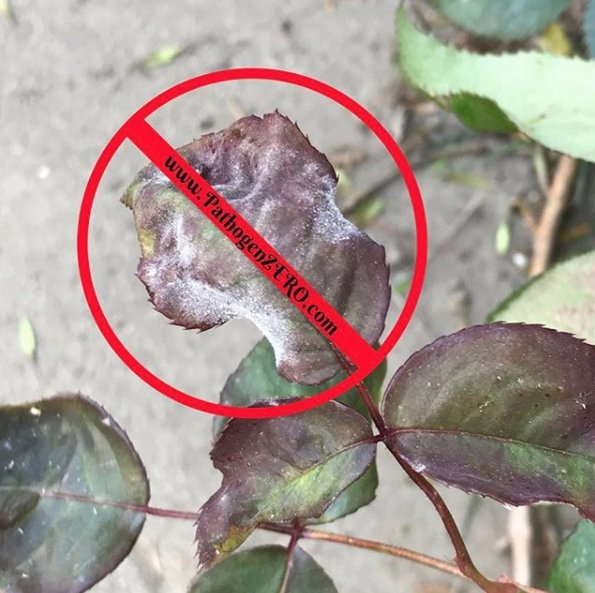 PathogenZero's tweet image. No matter whats in your garden, PathogenZERO is the solution. Protect your plants against molds, fungi, and 100s of different pathogens.

Learn more today: PathogenZero.com