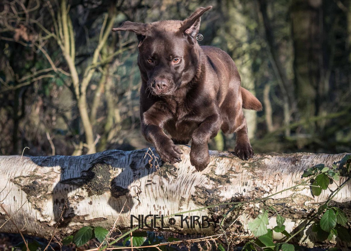Nigel Kirby Photography (@nigekirby) on Twitter photo Time out today at Marbury Park with <a href="/VesPrice/">Vesprice</a> and our own dogs <a href="/Dogs_Today/">Dogs Today</a> <a href="/socheshire/">So Cheshire</a> <a href="/TheCheshireMag/">The Cheshire Magazine</a> <a href="/simplycheshire/">Simply Cheshire</a> Time out today at Marbury Park with <a href="/VesPrice/">Vesprice</a> and our own dogs <a href="/Dogs_Today/">Dogs Today</a> <a href="/socheshire/">So Cheshire</a> <a href="/TheCheshireMag/">The Cheshire Magazine</a> <a href="/simplycheshire/">Simply Cheshire</a>