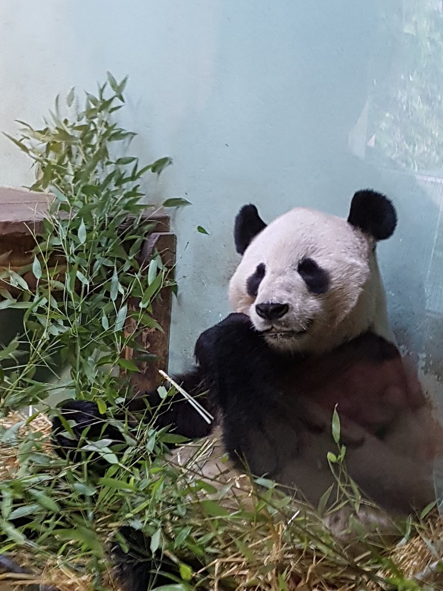 reidalan80's tweet photo. Lunch time @EdinburghZoo https://t.co/GQjKNp0FeA
