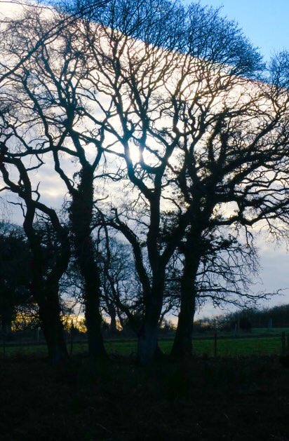 lynda_lambert's tweet photo. @RSPBArne @DorsetWildlife @Butterfly_bros @Natures_Voice @PoolePost. Standing quietly in the woodland photographing the bare trees, these Sika deer walked past me, and then just stood unworried .. until some children happened along.......🙀 #failinglight https://t.co/mQIPgnSfRi