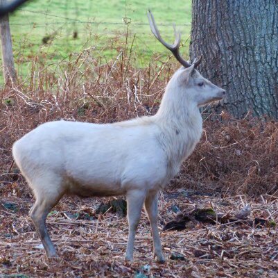 lynda_lambert's tweet photo. @RSPBArne @DorsetWildlife @Butterfly_bros @Natures_Voice @PoolePost. Standing quietly in the woodland photographing the bare trees, these Sika deer walked past me, and then just stood unworried .. until some children happened along.......🙀 #failinglight https://t.co/mQIPgnSfRi
