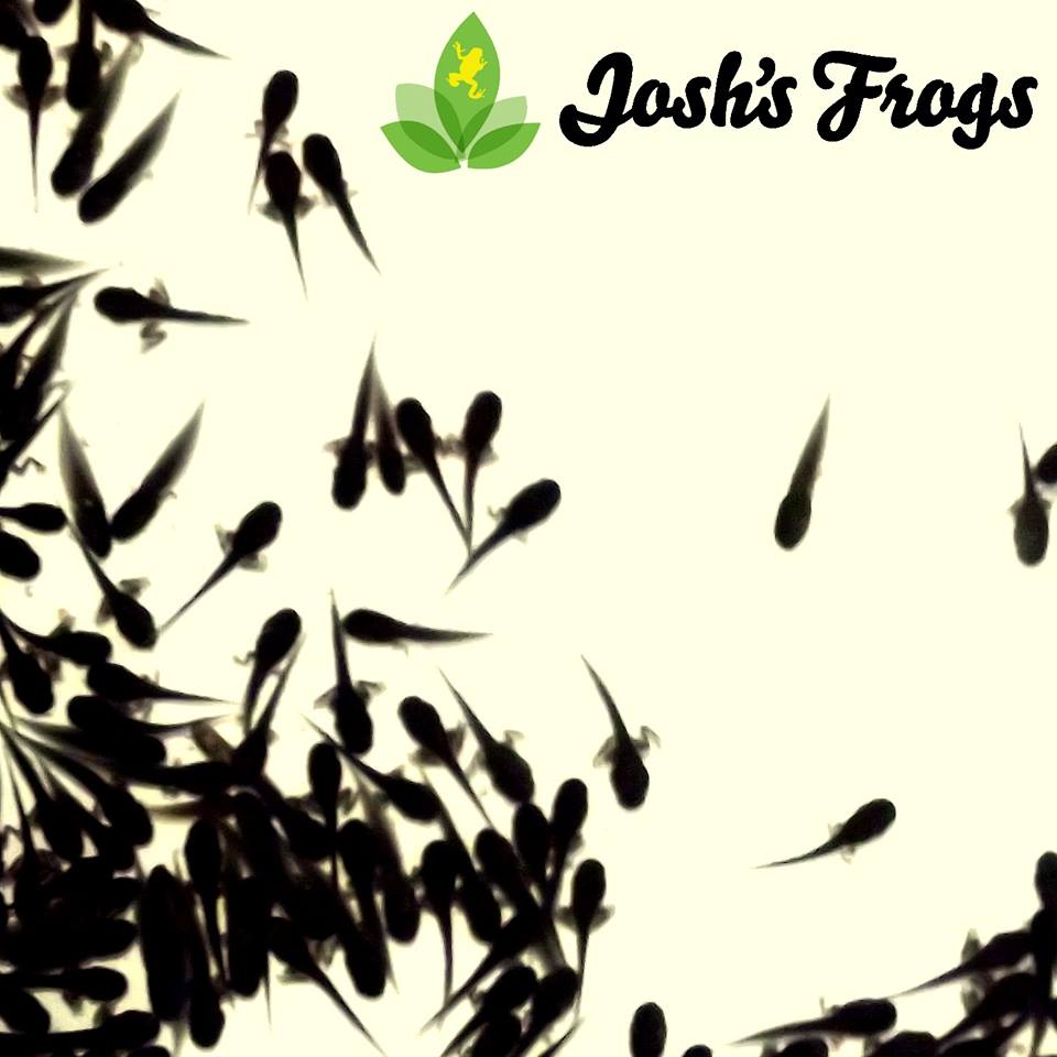 JoshsFrogs's tweet photo. How many of you raise your own tadpoles?
https://t.co/IoiDCVbREC
#joshsfrogs #frog #frogs #tadpole #tadpoles #polywag #polywags https://t.co/fMrjsviJnJ