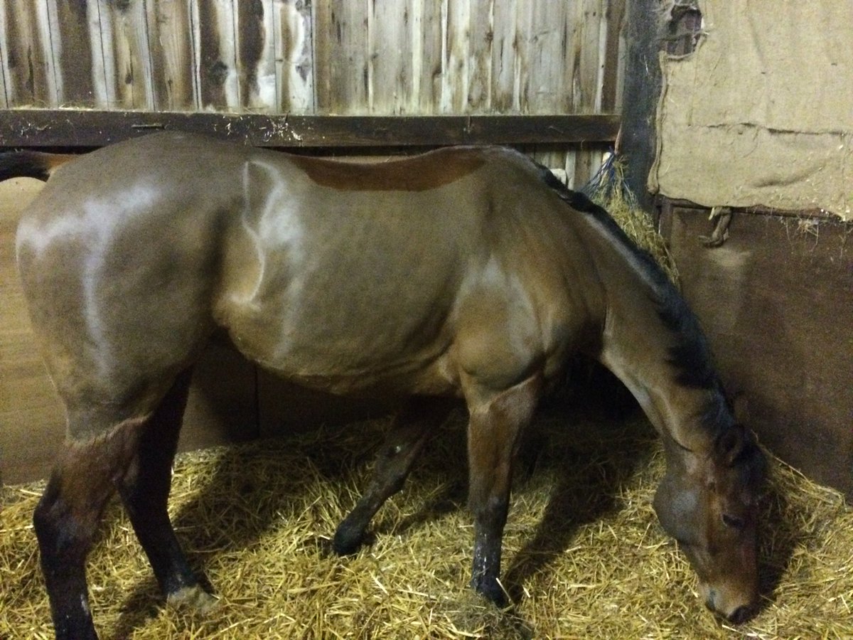 rosetill22's tweet photo. Do you long for your horses to have super shiny coats? You need Goodbye Flys Grooming product - the results really are amazing! ! It is NOT just a fly spray - I am using the spray everyday and look at Pete's coat! Available at https://t.co/9r5gHK8jnL from £11.99 #247equestrian https://t.co/vCBWCGj2nu