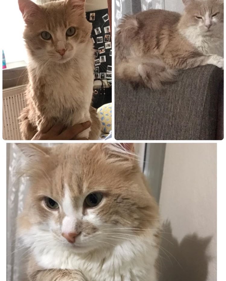 🐾Bu güzel oğluş 4 yaşında, uzun tüylü ve vücuduna göre uzun bi kuyruğu var.😿 Dün ÜSKÜDAR’da kaybolmuş. ‼️Adı Chivas, ismine tepki veriyor.İLETİŞİM 📲<a href="/bayan__b/">beste akkaya</a> (0535 232 86 99) ulaşmasını rica ediyoruz. 💌 #kayıpkedi #KonuşalımArtık #üsküdar #osesturkiye