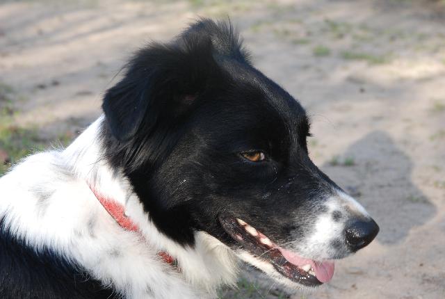 Alerte Animaux Perdu On Twitter Trouvé Chien Noir