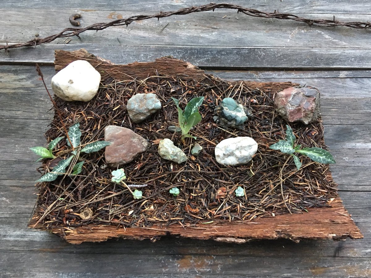 _melissatara's tweet photo. Created an open terrarium w/ local rocks and plants on a piece of tree bark I found. #nature #plantsrcool #terrarium https://t.co/0Hw15zAdka