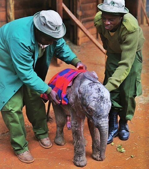 Without their tall moms/aunts, baby 🐘 need lots of protection from the elements. That’s why their beloved keepers at @DSWT protect them with umbrellas, sunscreen on their delicate ears, raincoats, &amp; blankets. Not the same as mom, but as close as possible

dswt.org