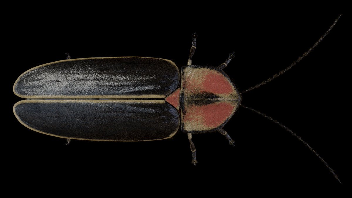 gryphiz's tweet photo. Fully procedural shading except the wing armor on top.
Hairs are using PaintFX. still in progress.
#arnoldrenderer #maya #rawrender #ProceduralShading #firefly #insect #nature
https://t.co/9Dt7fAtbkJ https://t.co/omcYBMh8gD