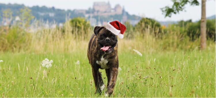 PaBarthel's tweet photo. Paul 🐶 wishes you a happy holiday 🎄 and even has a Christmas music tip 🎵 "Puppies are forever" not just for  #Xmas #sia #boxerdogunion It's like this: puppies do not belong under the Christmas tree thx @Sia https://t.co/Jj0b3dOqeq