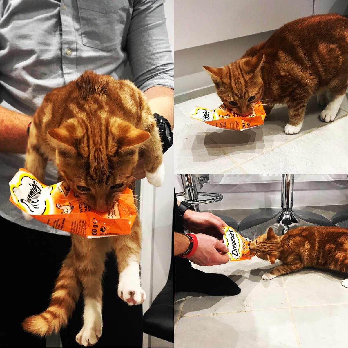 JuliaWillday's tweet photo. Snaxx 🐽 @DreamiesUK #naughty #tiger #kitten #betterthanfelix https://t.co/tFEBjV4DXE