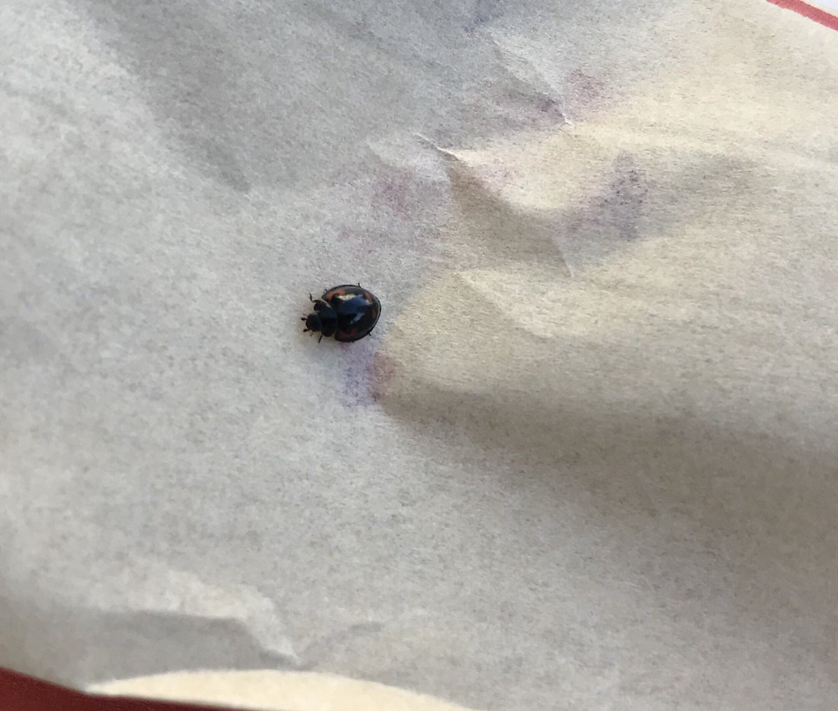 ginger_actually's tweet photo. Hello! Am darkbug. Like ladybug, v cute, but also dark and sinister. Possibly borne of black majicks. Am I not presh? https://t.co/spo0eCR5Gn