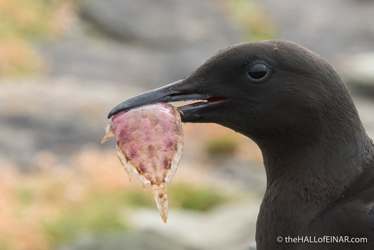 theHALLofEINAR's tweet photo. Black Guillemot with a Norwegian Topknot on Westray in Orkney. #guillemot #birdphotography #orkney #westray @orkneycom @Natures_Voice https://t.co/IAKjBEHV4J
