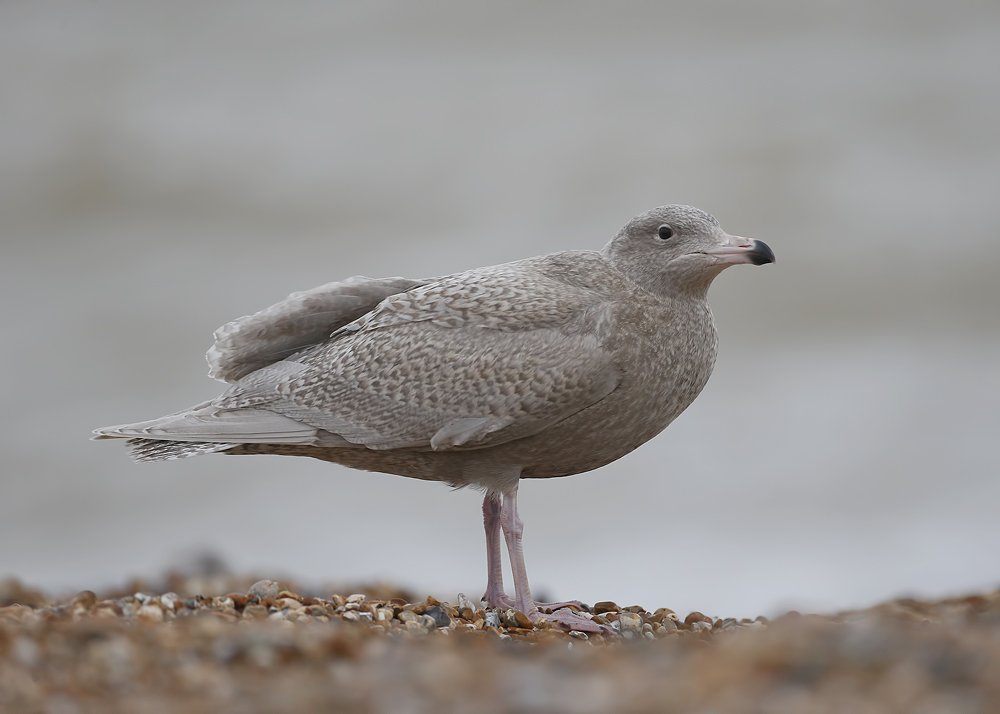 Ocd_Mick's tweet photo. Xmas day with a Glaucous #Gulls https://t.co/e0aW2jIPBg