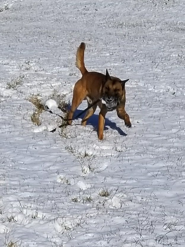 K9Matrix's tweet photo. It's a COLD day of training!!! https://t.co/mG1RaQxwpl