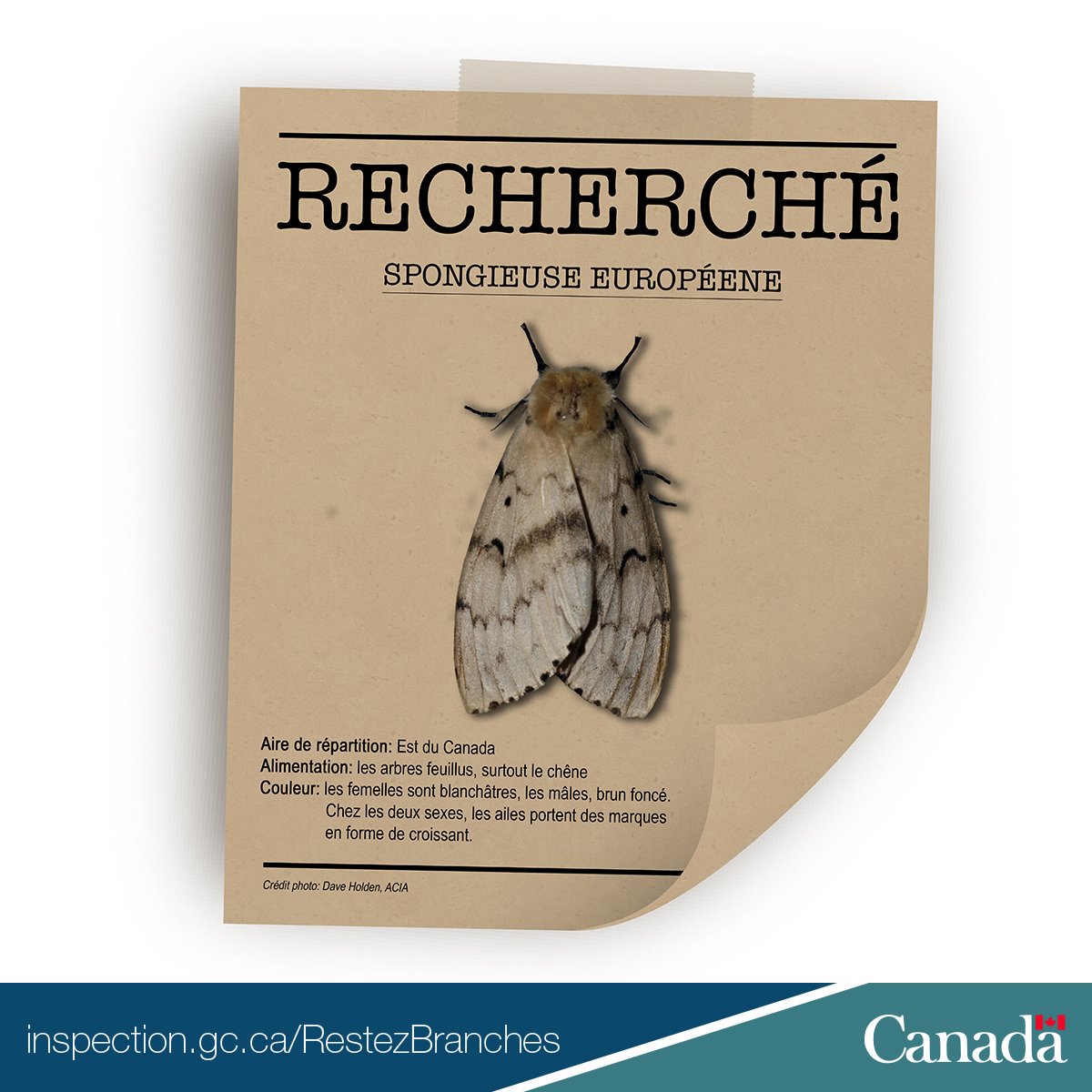 Ce petit insecte destructeur peut se cacher dans votre #BoisDeChauffage. Voici comment freiner sa propagation! ow.ly/OZBl30h9kgs #MardiBestiole