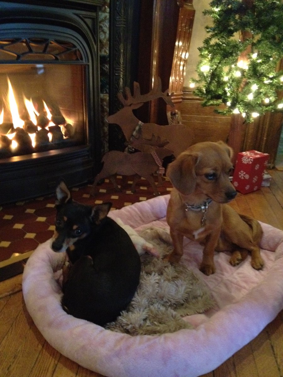 Ace and Penny tweet media