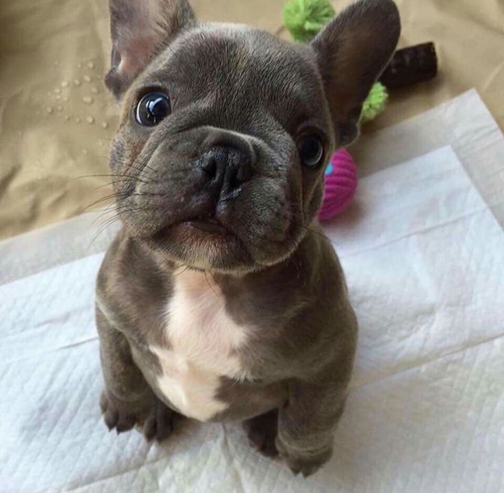 SELLMYSTUFF_'s tweet photo. Buy and Sell Puppies https://t.co/utcVX21ch1 All Types of Breeds Accepted. Retweet For Chance To Win $500 Visa GC #WorldJuniors #Pets #Dogs #DogsForSale #Oprah #HappyNewYear #Puppies https://t.co/HIzGOb1GnM
