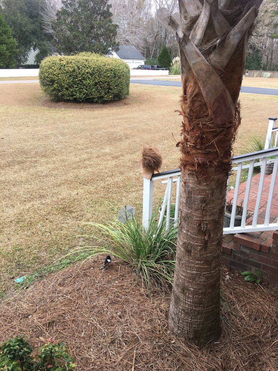 BridgetteWest's tweet photo. The neighbors probably think @Lyricoldrap &amp; I are so weird �� https://t.co/YszC7MDXCU