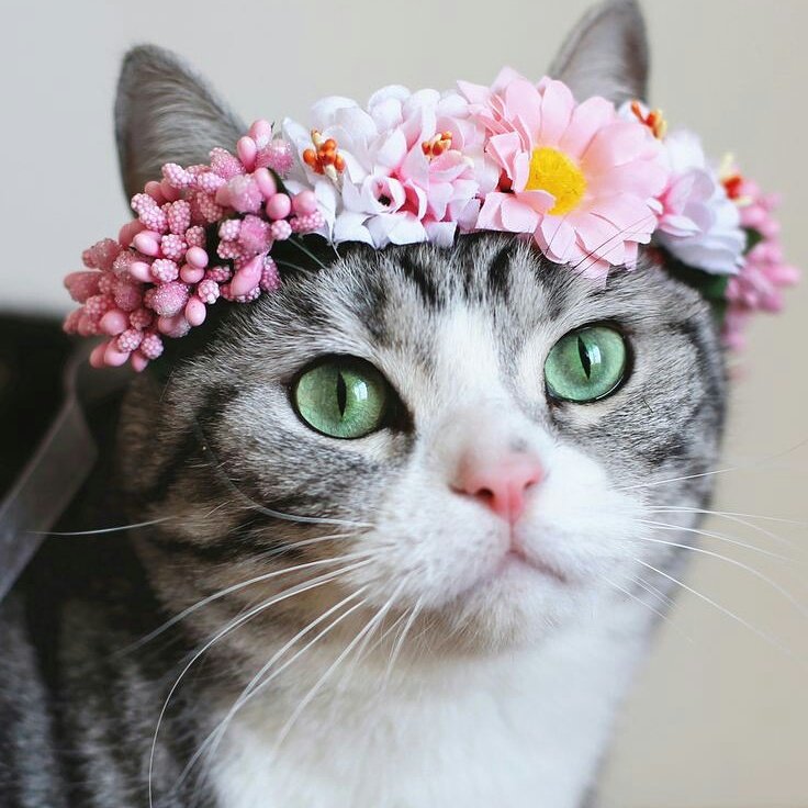 cat lover on Twitter cats kitten kitty funnycats cat lover on Twitter cats kitten kitty funnycats