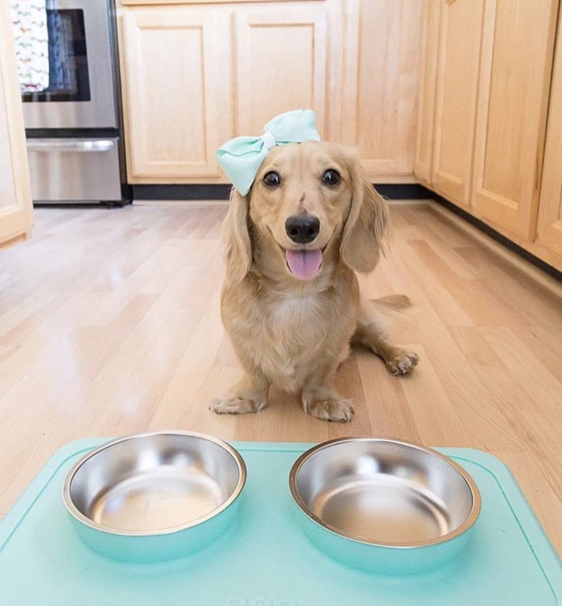 JediSurfs's tweet photo. Ono - We think the perfect gift is an Ono Double Bowl to match your furry friend's bow 😍 #OnoPromo #OnoFriends #OnoCrew #GoodBowl #GreatBowl - https://t.co/Alr8B0JMYe https://t.co/J8xS7afcnI