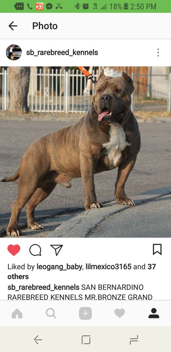 RAREBREED_1719's tweet photo. Always blessed #sanbernardinorarebreedkennels #ie #inlandempire #comecorrectline #abkc #ukc #pitbullsofinstagram #pitbull #idoesitclothingline #creationz_by_shirlz #americanbully #protection #family #ccp #training #myonna #quelece #london #joyver #marlie #jovannaclickcapturepose https://t.co/UdAJVn1aUq