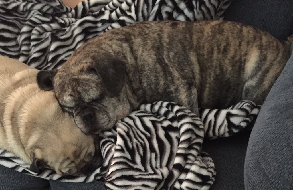 PoshPugs's tweet photo. Nap time! https://t.co/r0iL6OQOwK