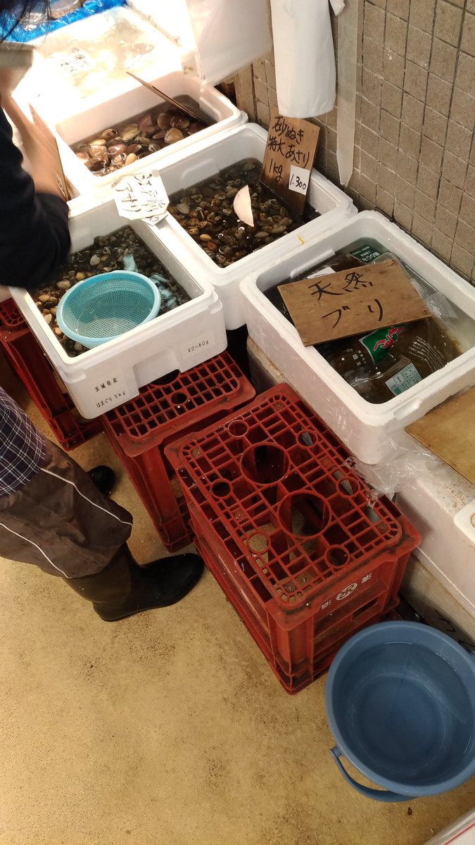 でこ 明日のカワハギ用にアサリの仕入れをば スーパーにアサリがないので浦安魚市場に行ってみたら小さいのを選別したものが1kg800円 250粒ほどあり満足