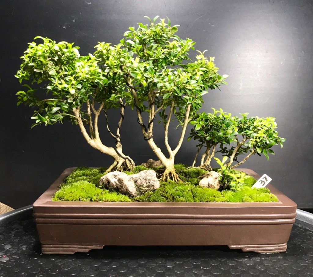 wikibonsai's tweet photo. #Bonsai #Tree #Kingsville #Boxwood #Saikei #FOREST, 1-12 #Years, #Ventage #Japanese #POT - https://t.co/3j0sZteg2b #112 #Juniper #JuniperusBrevifolia #JuniperusPhoenicea https://t.co/LMQDMu7tBj