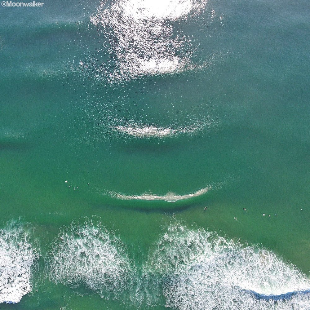 Golden Breed Surf tweet media