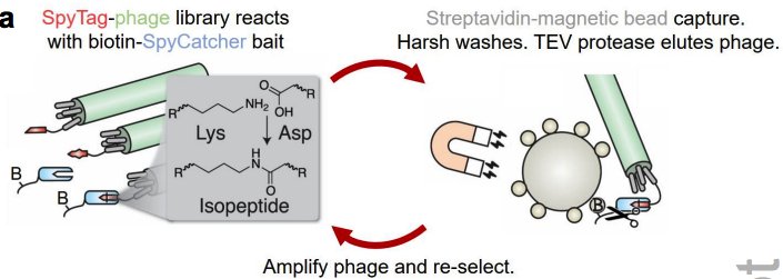 Addgene Di Twitter New Plasmids Lab Of Mark Howarth Evolving Accelerated Amidation By Spytag Spycatcher To Analyze Membrane Dynamics Https T Co Hjuszxbffk Https T Co Zlnlmhj3dz
