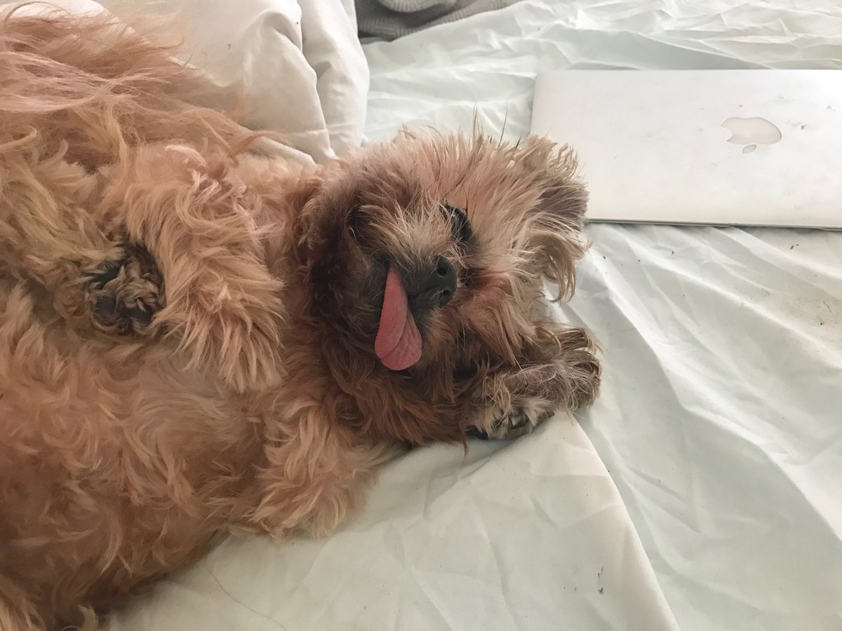 MarnieTheDog's tweet image. 6am day after kwismis