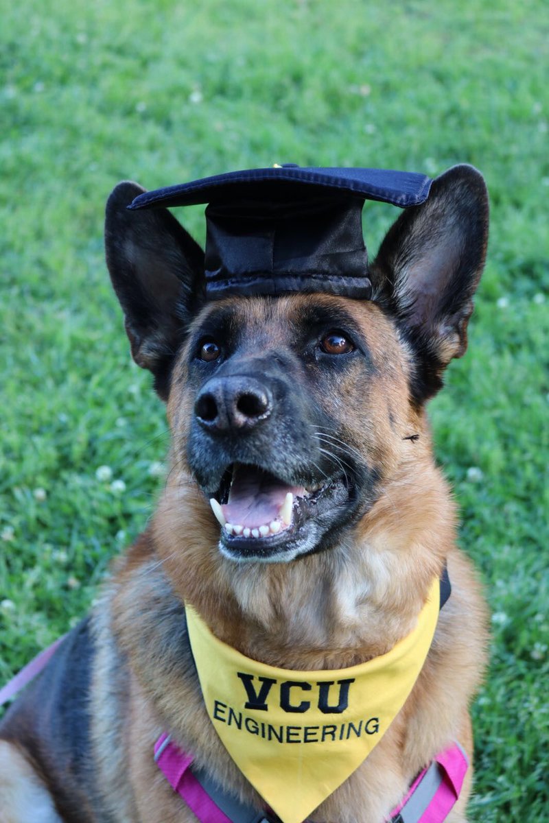 VCUENGR's tweet photo. 1️⃣ Top photo of 2017: Someone(@heisty_shepherd on Instagram)'s human dad got his Ph.D. in electrical engineering. #VCU2017 🐾🎓 https://t.co/no1JCMsE1B