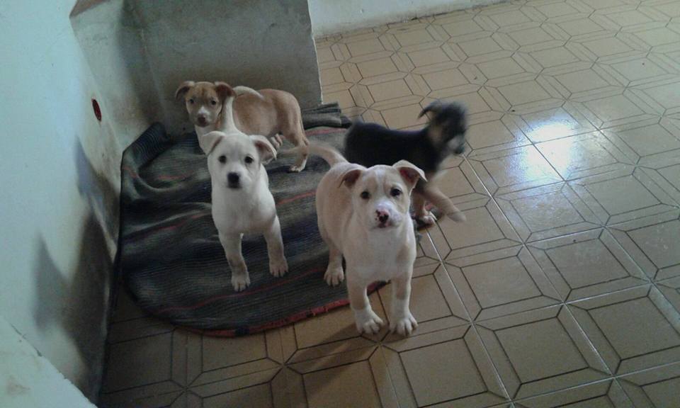 FORZA,FORZA,AIUTATECI CON TANTI RT !!Troviamo una casa anche a loro,sono i cuccioli rimasti di 9 fratellini abbandonati sotto la pioggia,non possono,non devono crescere in un box🙏🙏Sono bellissimi,sani,vaccinati,sverminati,con microchip.
Chiamate Francesca al 338 2506451
grazie