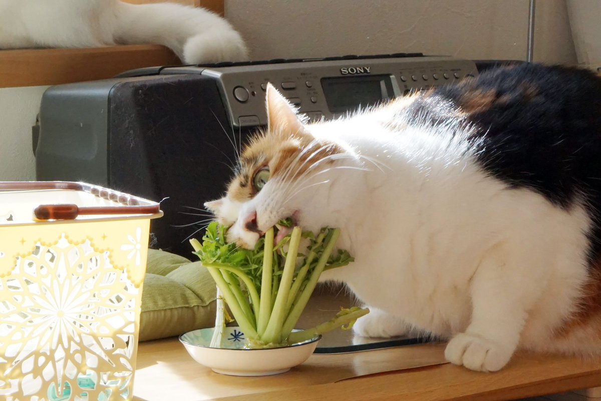 猫 インテリアとして育てていた大根を食い散らかすの巻 顔がガチ 笑 猫って大根食べるのか Togetter