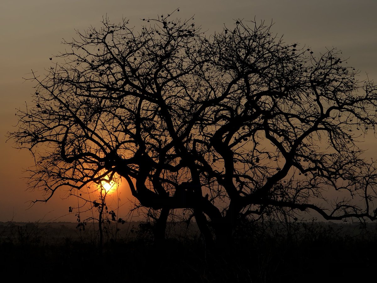 Nicholas Opiyo (Pronouns He/Him) tweet media