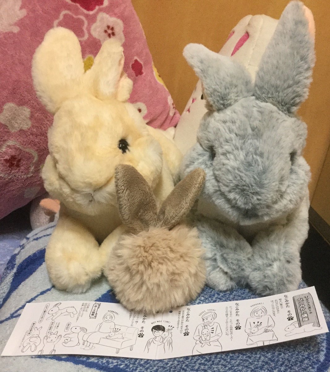 夜 Auf Twitter 前に買った丸っこいウサギさんは ている と名付けたので ひざうさぎ達にも名前を考えているけど悩み中 T T 最近スーパーで見かけるお餅コーナーのせいで ごま と くるみ しか浮かばないんだよなぁf それにしても触り心地最高 W 三