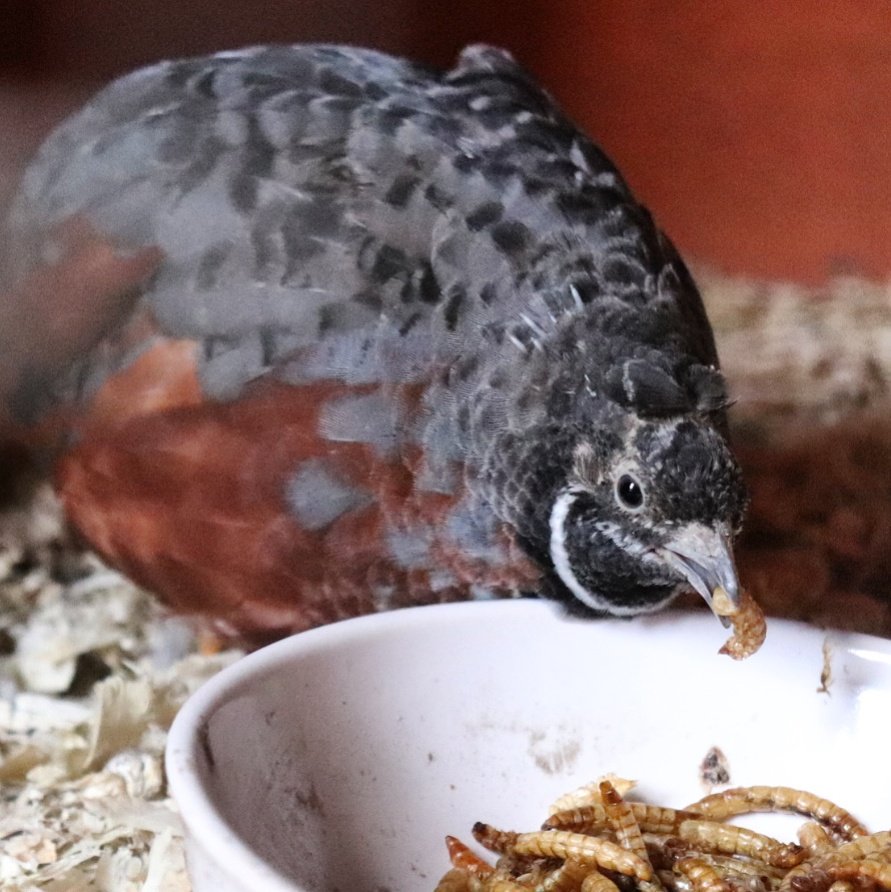 BiteyButton's tweet photo. Festive Mealworms for Mr Quail! #chinesepaintedquail #quail #quailsofinstagram #canoneos200d #farmlife #SlothTreeFarm https://t.co/Cpx4Jj78ak