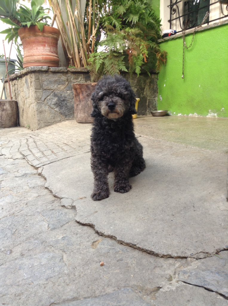 PerroUsuario's tweet photo. #SeBusca #Caracas RT @estherlinavivas: hola buenas noches mi perrito se perdió el 24 y no lo he conseguido😔porfa si me pueden ayudar a difundir su imagen fue en el paraiso avn la fuentes les agradezco con todo el corazon https://t.co/9lffr8zbZD