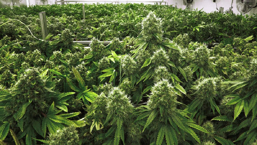 MME_LOSANGELES's tweet photo. Legal marijuana sales will hit $10 Billion this year
 https://t.co/xVMn5YAX1u https://t.co/u3WIiceZVI