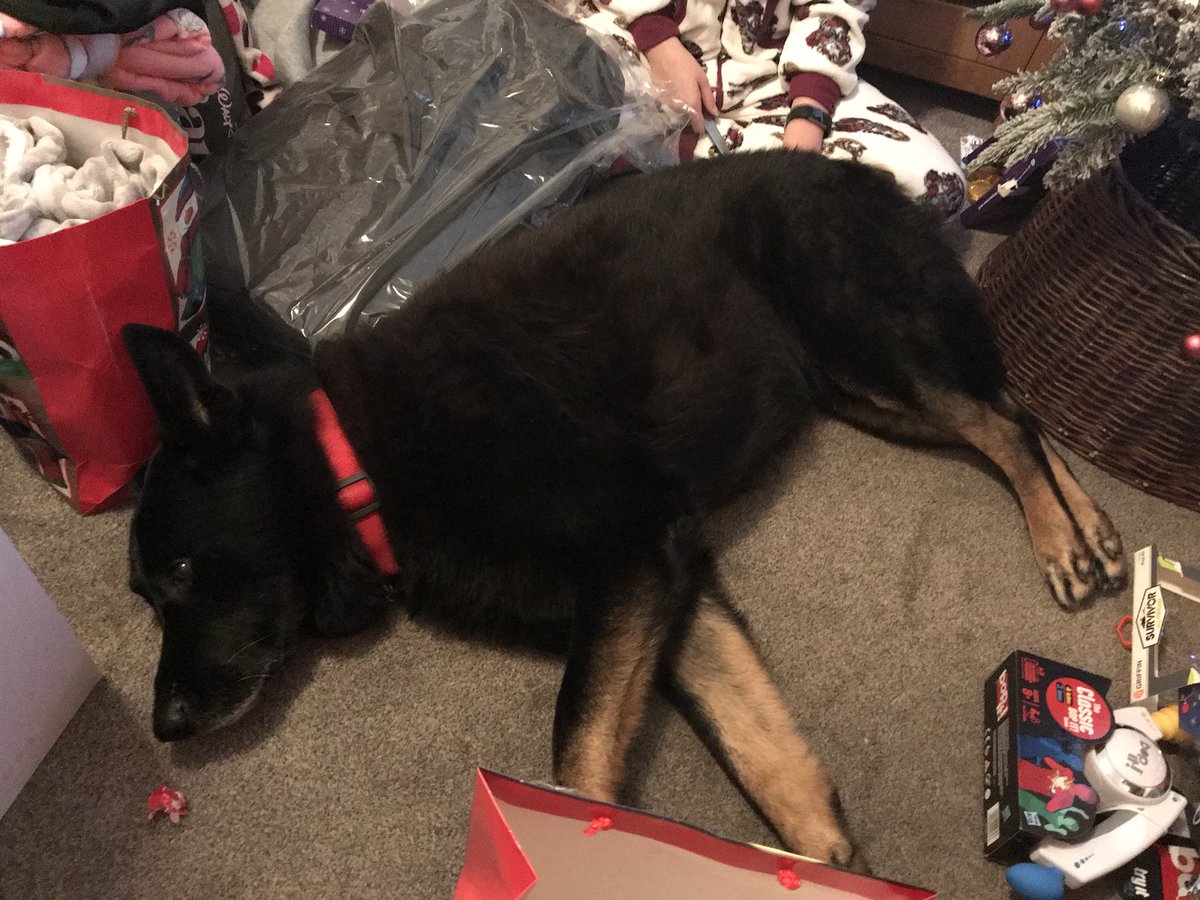 dogloverfans's tweet photo. Had some lovely pressies and some turkey and veg it’s tired me out today 🐾🐶🎄🎅🏻 https://t.co/DNQalfomBT