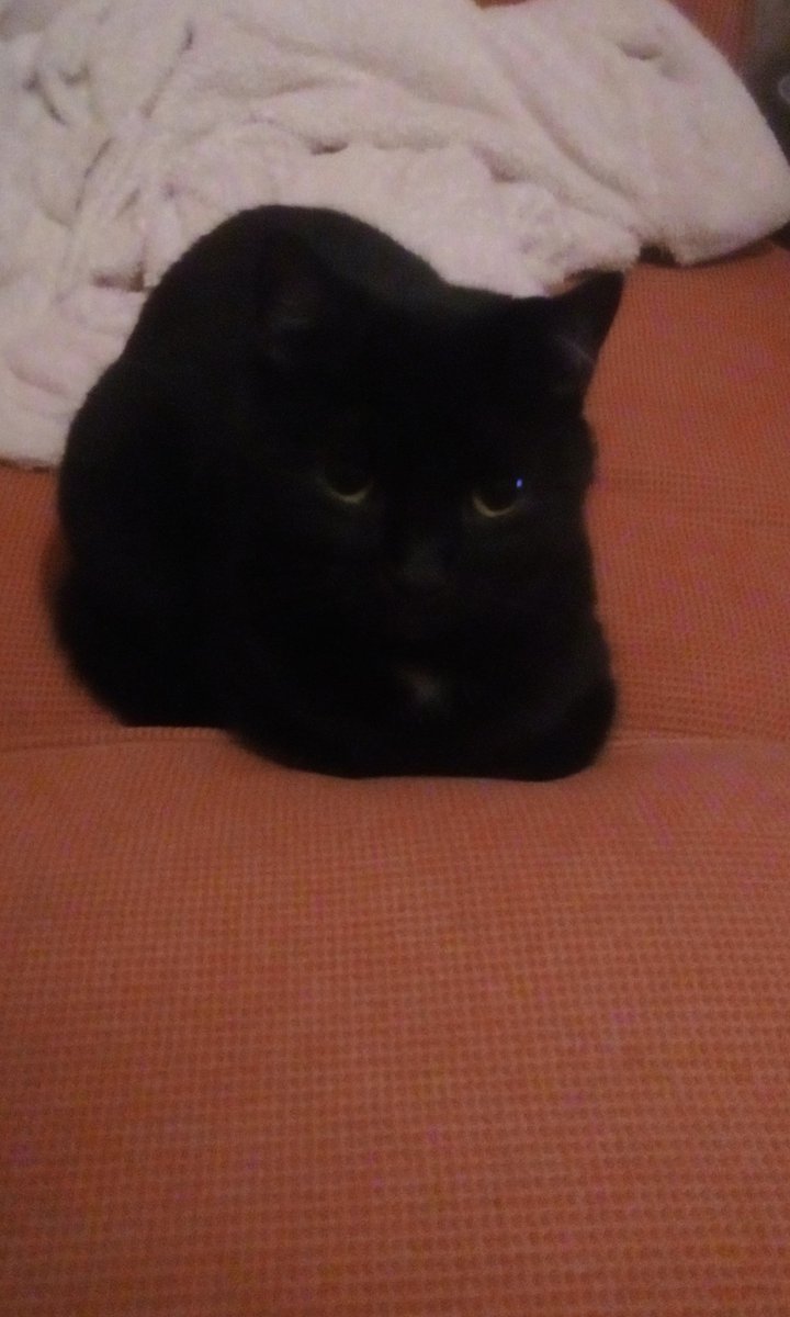 Hey guys ..sorry i haven't posted in ages ... here is a recent picture of my cat .... Love her .... ❤️❤️🐈🐱