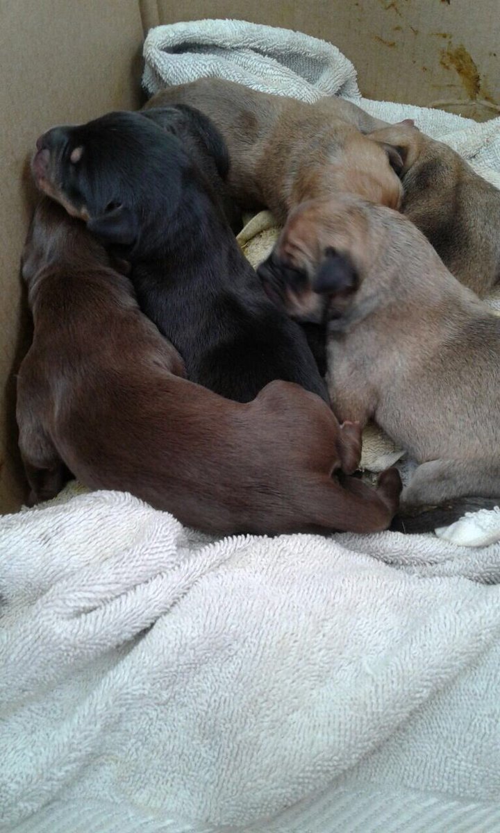 Candevetranok's tweet photo. NECESITAMOS URGENTE MAMA NODRIZA HUMANA O CANINA PARA ESTOS 7 BEBES LACTANTES ABANDONADOS! NO HAY TIEMPO! LOS LLEVAMOS A DONDE SEA, POR FAVOR ROGAMOS MÁXIMA DIFUSIÓN! CONTACTO: 4242-5910 https://t.co/UjixiL0fds