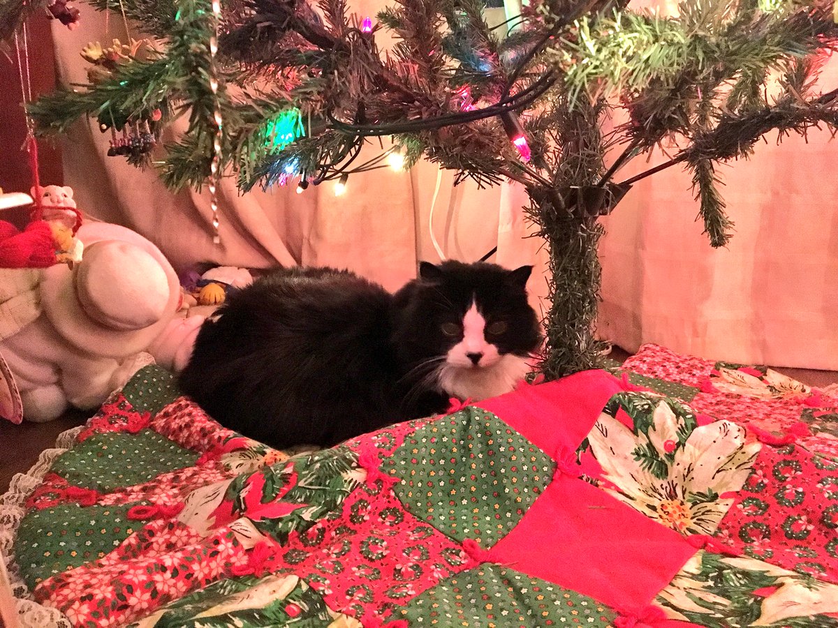 CherTonnesen's tweet photo. @MaiaFieldCat is feeling vaguely festive since I got home. https://t.co/8KCKryRbUu