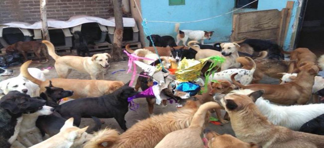 DiarioCoahuila's tweet photo. #NoticiaAmable #AnimalesFantásticos Hacen #posada para #perros callejeros en #Hidalgo #Ternurita 
El Centro de Adopción canina #Xollin compartió en #redessociales un #vídeo donde se precia a los perros rompiendo una # piñata https://t.co/C9KJqmnvEJ https://t.co/sIZOMhvLgZ